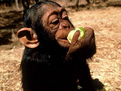 Chimp eating fruit.jpg